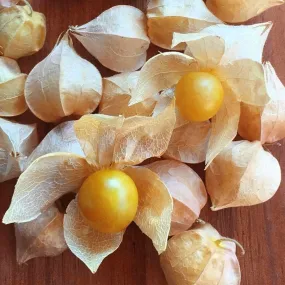 Ground Cherry 'Cape Gooseberry' - (Physalis peruviana)